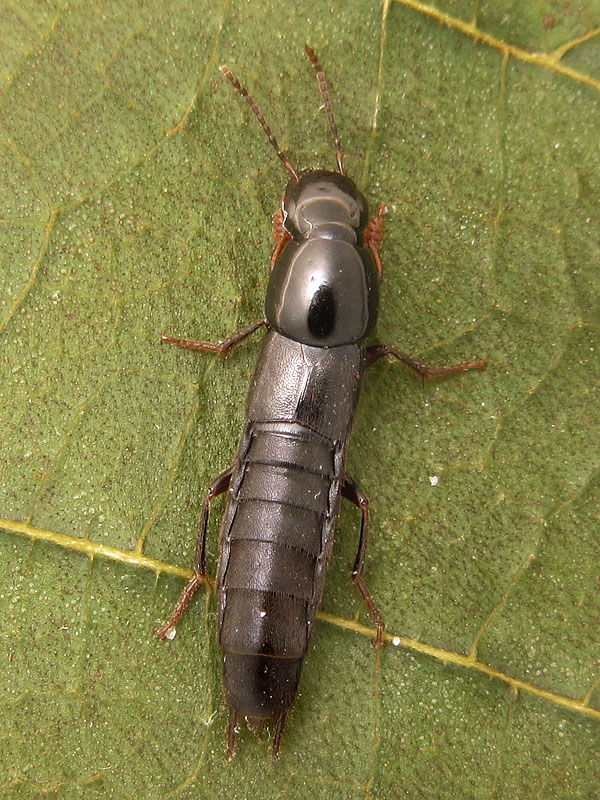 Staphylinidae:  Quedius sp.